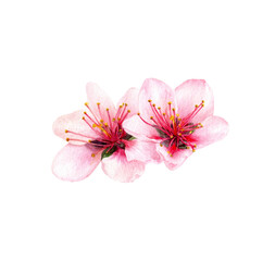 Peach flowers watercolor illustration isolated on white background