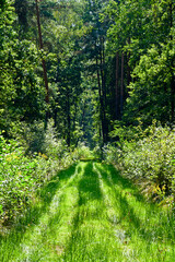 Beautiful grassy road in the forest