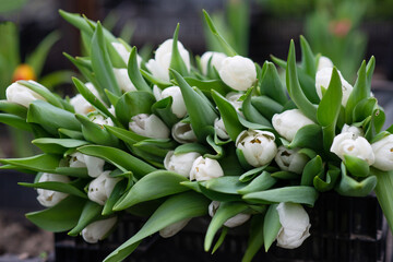 Obraz premium Harvesting tulips in spring in the greenhouse for the holiday. Soft selective focus, defocus.