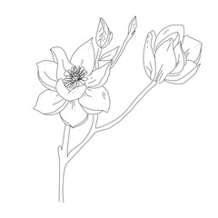 hand drawn sketch of magnolia flower