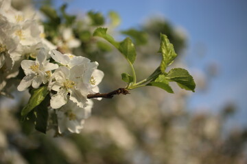 white blossom of apple trees in springtime