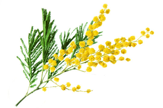 mimosa yellow flowers branch isolated on white