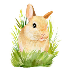 Poster with bunnies in the grass on an isolated white background, painted with watercolor, fluffy rabbit, easter picture