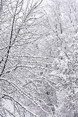 Trees covered with fresh snow