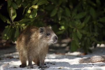 Desmarest's hutia (Capromys pilorides), also known as the Cuban hutia on the beach under mangrove bushes.A large rare South American rodent on the sand.