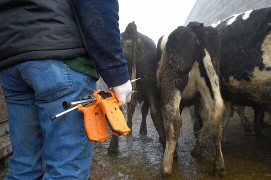 Vétérinaire procédant à la vaccination de vaches contre la Fièvre Catharrale Ovine (FCO)