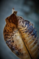 dried leaves