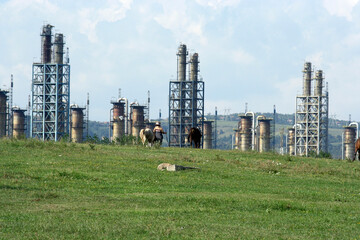 petroleum refinery in romania, with horse on green meadow