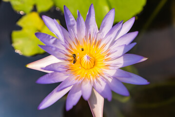 Bees are inside the pink lotus in the pond.