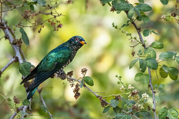 Male Asian emerald cuckoo perching on the branch , Thailand