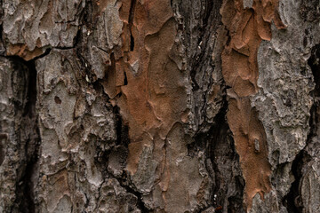 Textured background in the form of tree bark