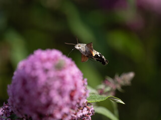 Taubenschw&auml;nzchen