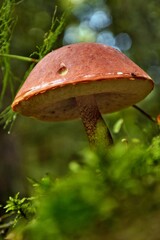 Mushrooms 
Forest
Fairy forest 
Far away in the woods