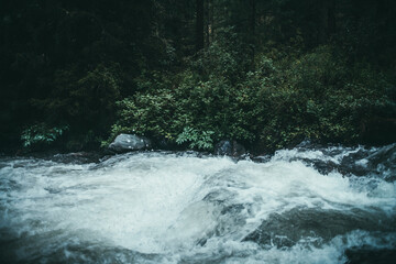 Green forest landscape with wild thickets near powerful mountain river. Blurred power turbulent rapids in mountain creek in dark forest. Atmospheric nature scenery with mountain river and wild flora.