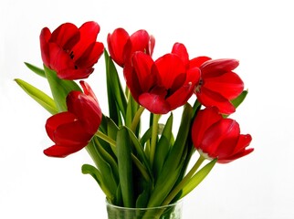 pretty multicolor tulips isolated close up