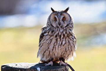 The long-eared owl, Asio otus in a german nature park