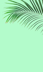 Fototapeta na wymiar Palm leaf isolated on green background copy spase