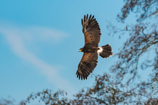 Harris's hawk, Parabuteo unicinctus, bay-winged hawk or dusky hawk - Powered by Adobe