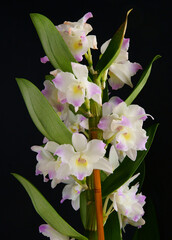 white and pink flowers of orchid Dendrobium Nobile