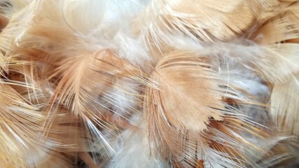 Chicken feathers that are brown in color for decoration,fur texture