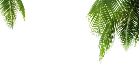 Green palm leaves white background isolated closeup, palm leaf corner border, palm branches frame,...