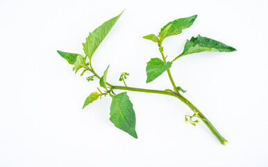 Spring Seasonal Wild Vegetables White Cauliflower Solanum