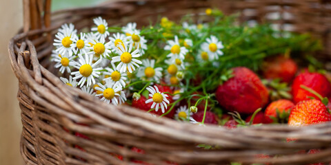Chamomile bouquet in a basket with ripe strawberries, close-up