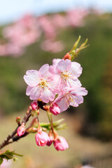 Obraz premium 河津桜 接写 見帰りの滝付近 佐賀県唐津市