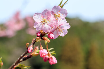  河津桜　接写　見帰りの滝付近　佐賀県唐津市