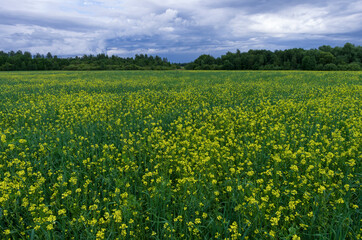 Summer landscape with a blooming rapeseed field in cloudy weather (Pskov oblast, Russia)