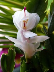 purple and white flowers of Rhipsalidopsis Hatiora gaertneri potted plant close up