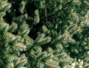 twigs of spruce coniferous tree close up