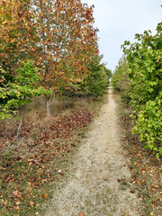 Fototapeta na wymiar Pathway in french landes park pine forest in autumn season