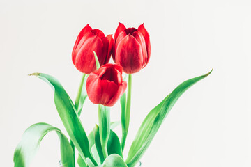 spring red tulip flowers isolated