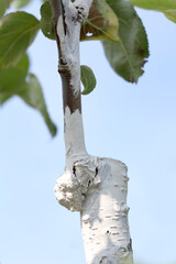 the trunk of an apple tree with a successfully grafted graft of a new cutting and painted over with a protective whitewash. vegetative propagation of plants