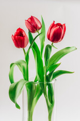 spring red tulip flowers in glass vase isolated