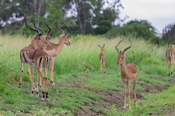 springboks in the wild