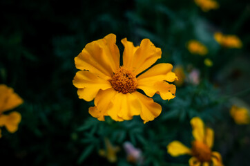 yellow flower in the garden