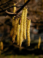 blossoming catkins of hazel tree close up