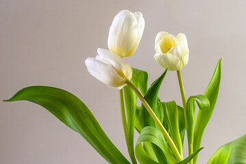 spring white tulip flowers isolated