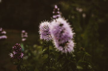 Flowers in the garden
