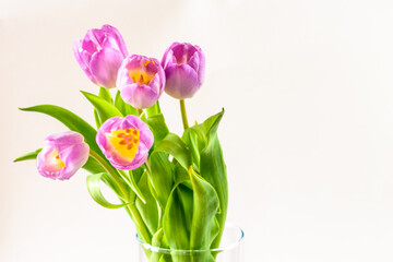 spring pink tulip flowers in glass vase isolated