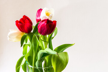 spring red and white tulip flowers in glass vase isolated