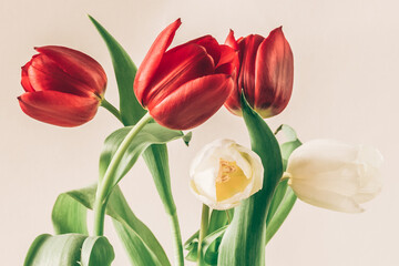 Fototapeta premium spring red and white tulip flowers in glass vase isolated