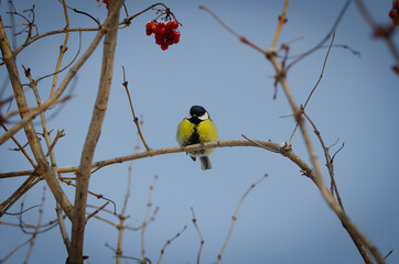 The bird tit in the winter season sits on the viburnum.