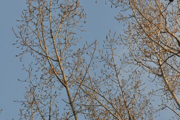 Trees in winter against the blue sky