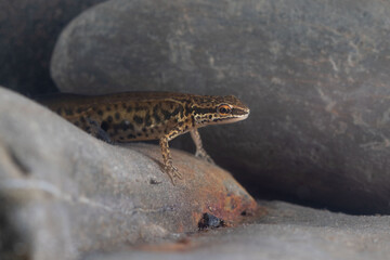 Lissotriton helveticus bajo el agua