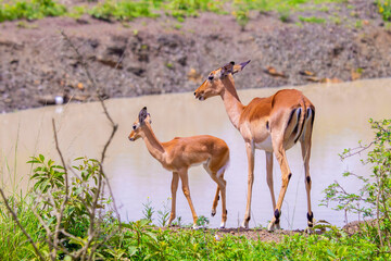 impala in the wild