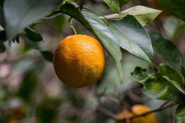oranges on tree