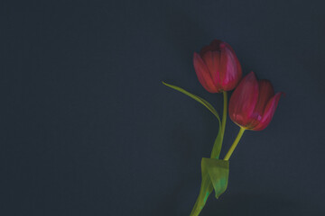 Fototapeta premium funeral concept with two tulip red flowers isolated on black background
